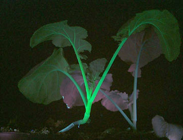 UV照射灯用于FPD彩色滤光片耐光性测试